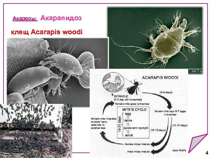 Акарапидоз пчел — лечение народными средствами (фото)