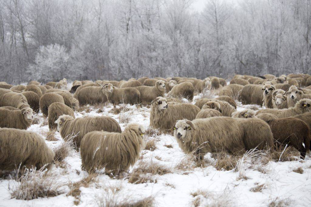 Племенная работа и учёт в овцеводстве
