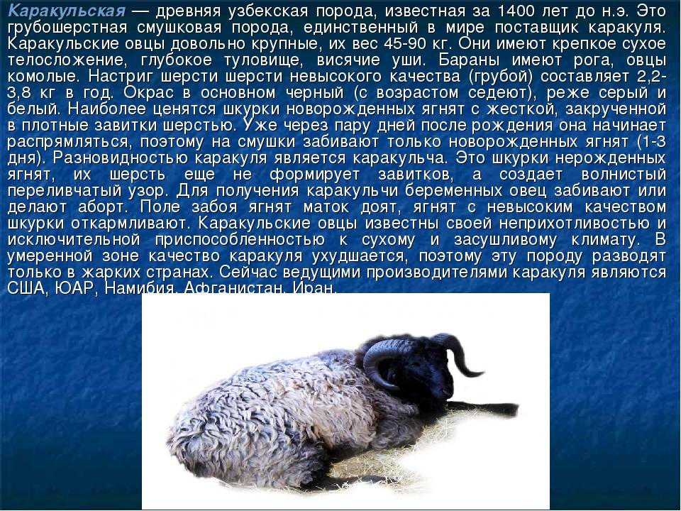 Каракульская порода овец – носитель необычной шерсти 2021