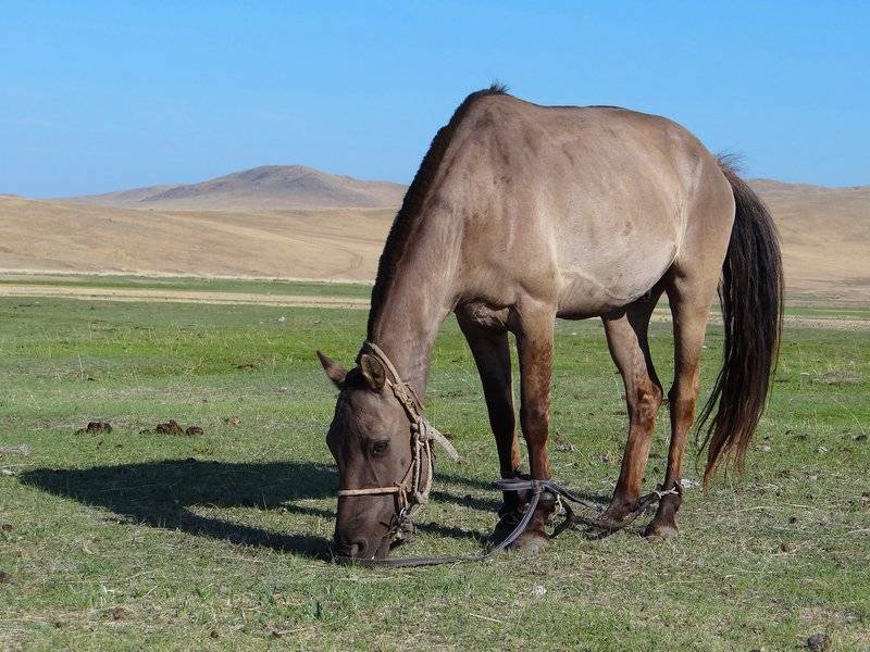 Происхождение и экстерьер монгольской лошади 2021