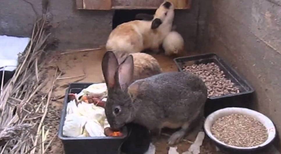 Кролики зимой в теплице: как обустроить парник и избежать болезней