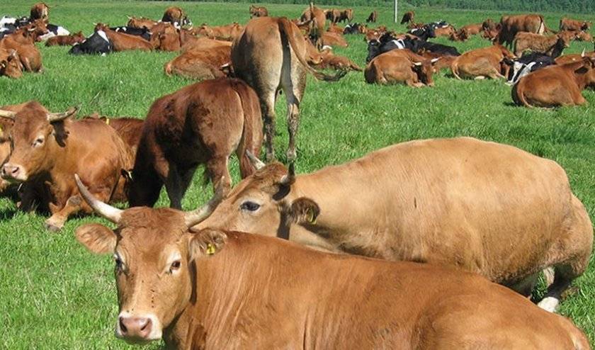 Порода коров лимузин: описание, характеристика, фото и отзывы фермеров