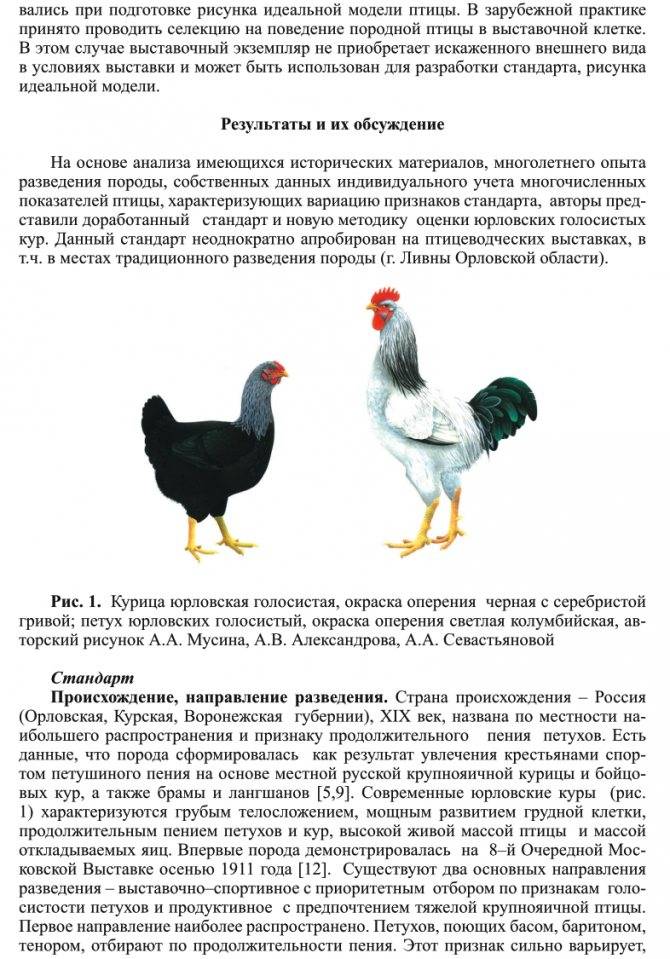 Описание русской белой породы кур