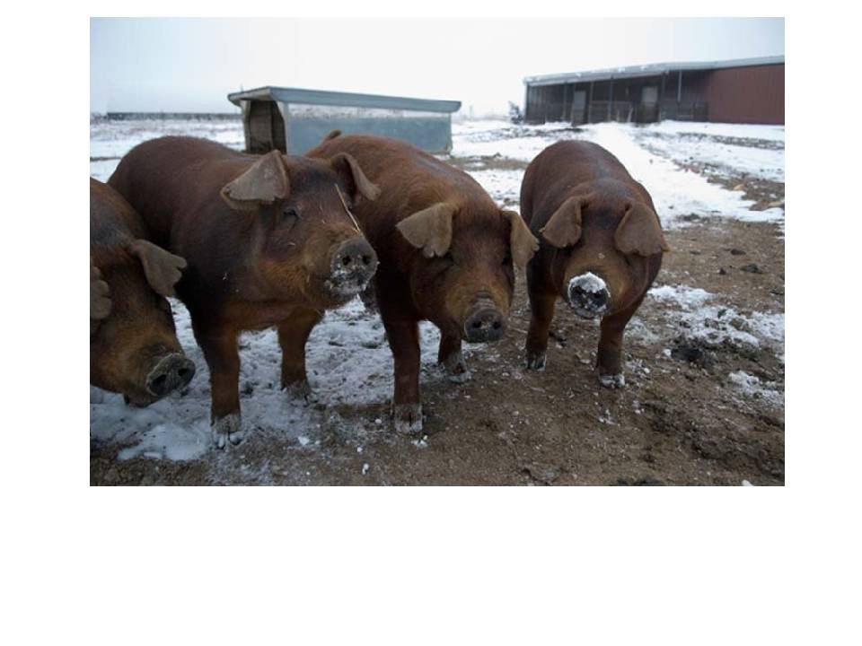 Дюрок — свиноводство -> породы свиней