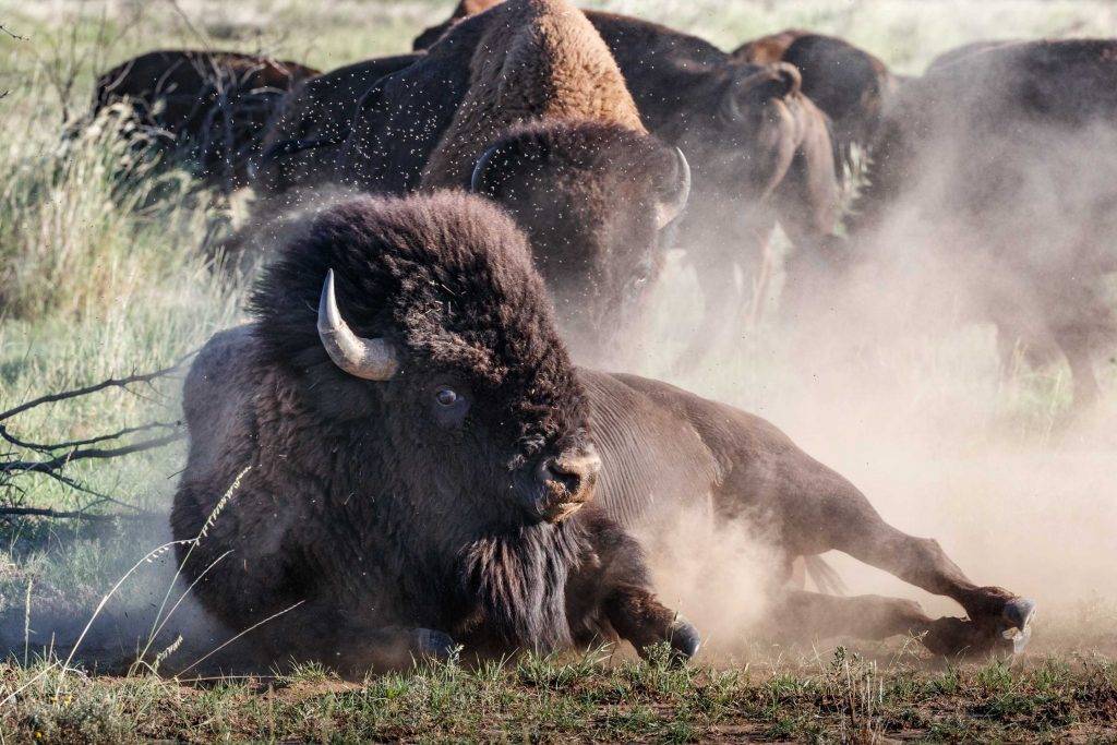 Карликовый буйвол: образ жизни самого маленького быка