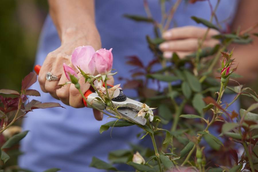 Как ухаживать за розами в конце лета в саду