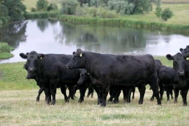 ᐉ абердин-ангусская порода коров: описание и характеристика - zooon.ru