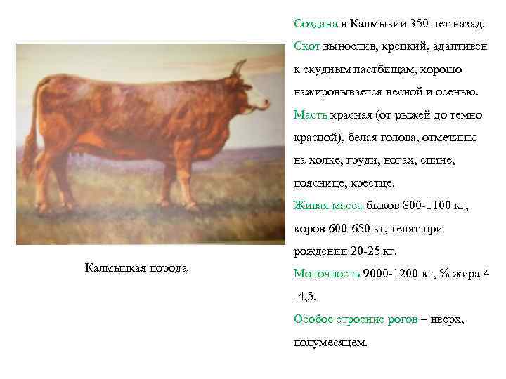 Калмыцкая порода коров, калмыцкая порода быков (фото и видео)