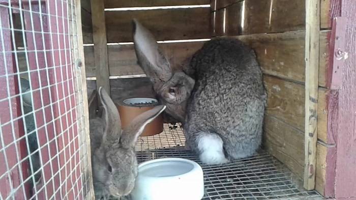 Почему кролики чихают: причины, симптомы, лечение и профилактика ринита у животных