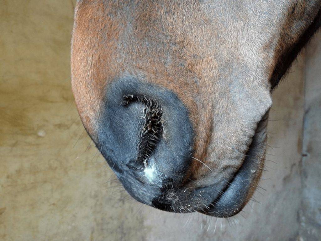 Болезни лошади: симптомы, лечение и профилактика