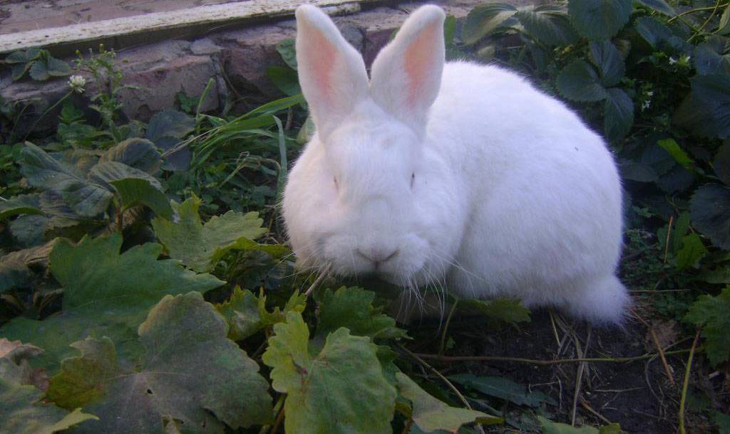 Новозеландский кролик: описание и содержание красной и белой породы