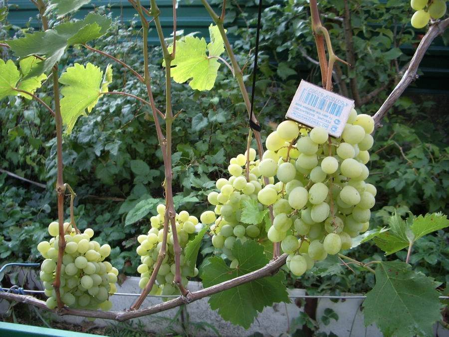 Всё о винограде “флора” («лора») от описания и характеристики сорта до фото и отзывов о нём