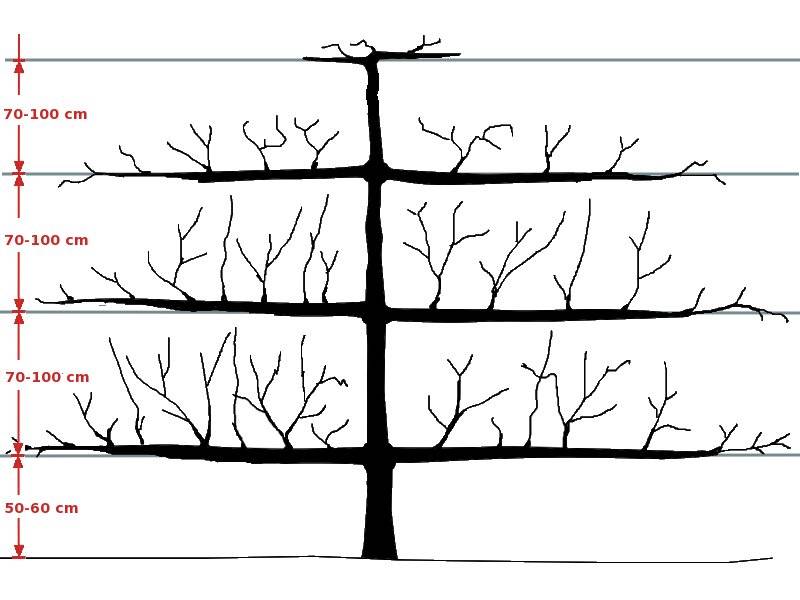 Как правильно обрезать колоновидную яблоню: схема формировки для начинающих