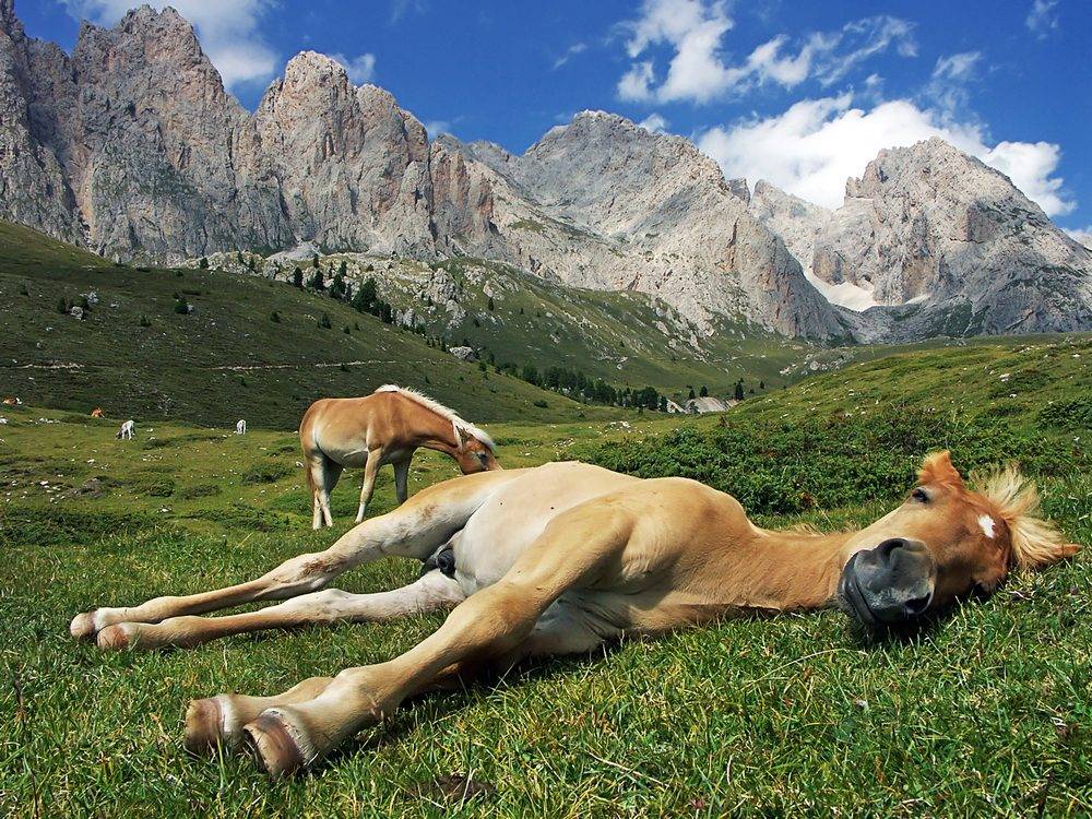 Сон лошади: как спят эти животные, стоя или лежа?