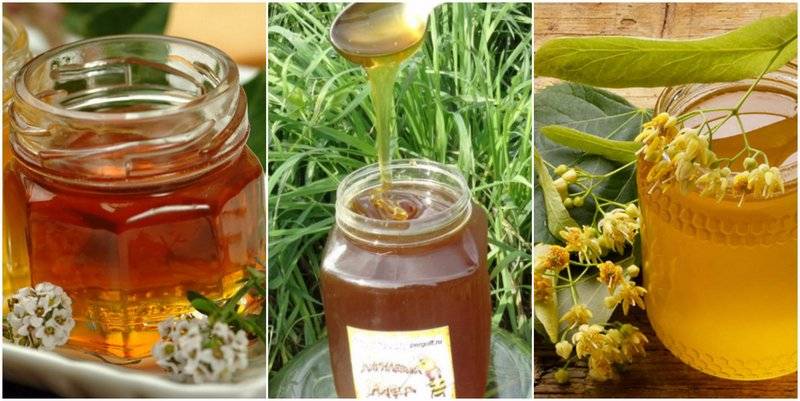 Липовый мед: полезные свойства и противопоказания | мёд | пчеловод.ком