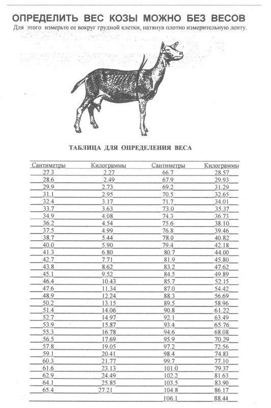 Как правильно определить возраст козы? На что обратить внимание?