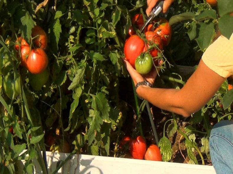 Как повысить урожайность помидоров в теплице