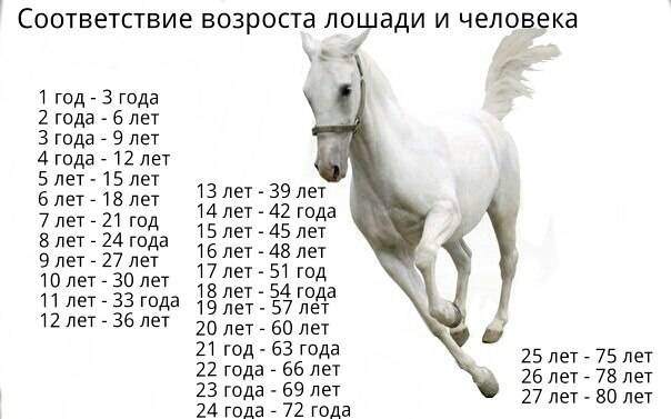 Максимальная и средняя скорость резвой лошади, которая она может развивать при галопе