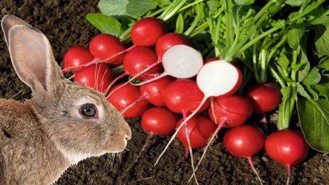 Можно ли давать кроликам горчицу, особенности от фаз вегетации