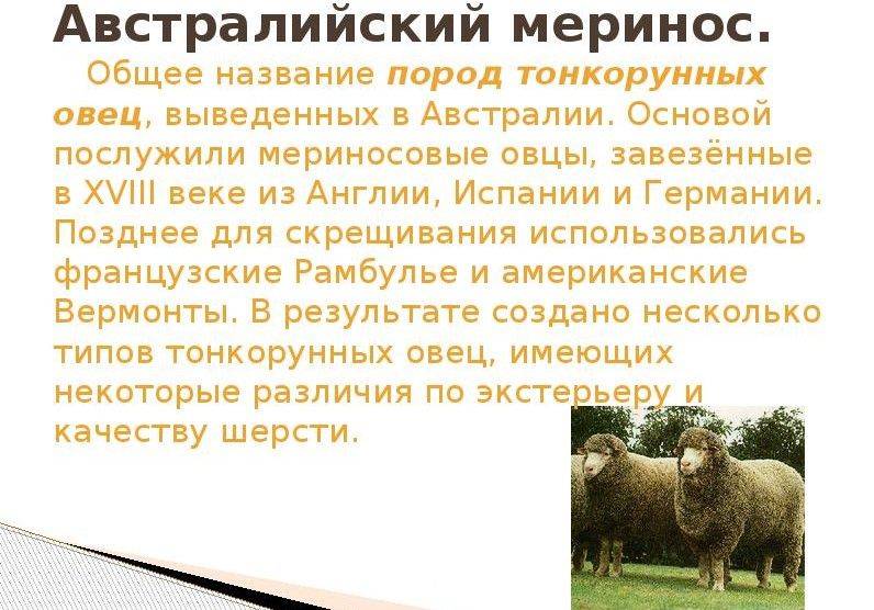 Породы овец