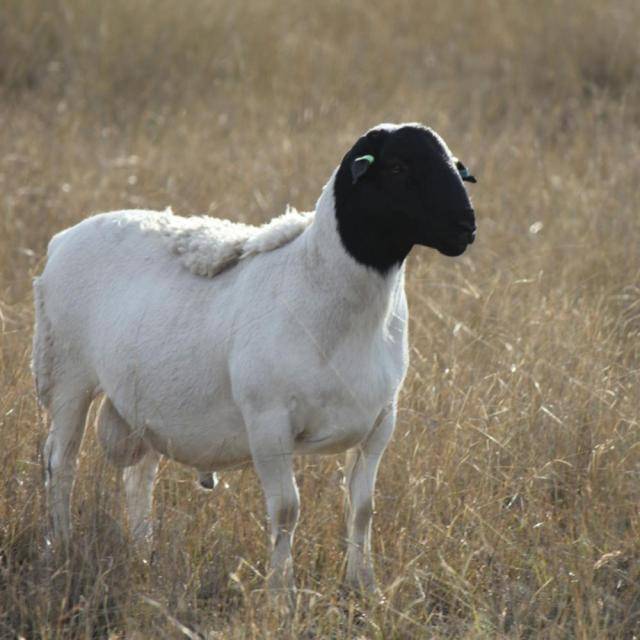 Порода овец дорпер - описание, фото и видео