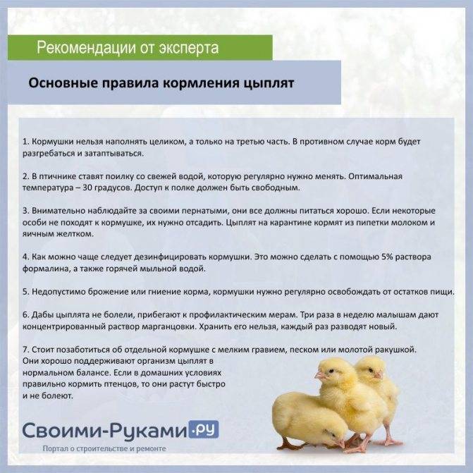Пропойка цыплят антибиотиками и витаминами таблица