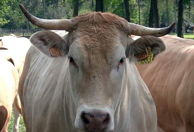 Корова потеряла жвачку что делать (фото и видео)