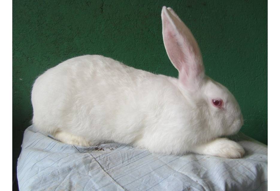 Порода кролика белый паннон