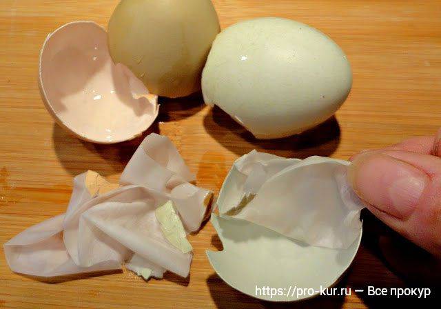 Почему куры несут яйца без скорлупы и что делать в таком случае?