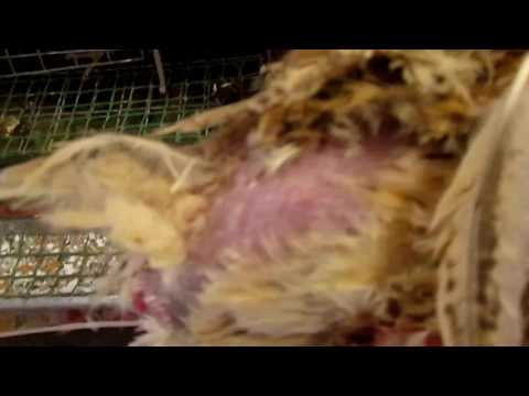 У кур выпадают перья на спине: причины, как лечить, что делать если лысеют – советы ветеринара
