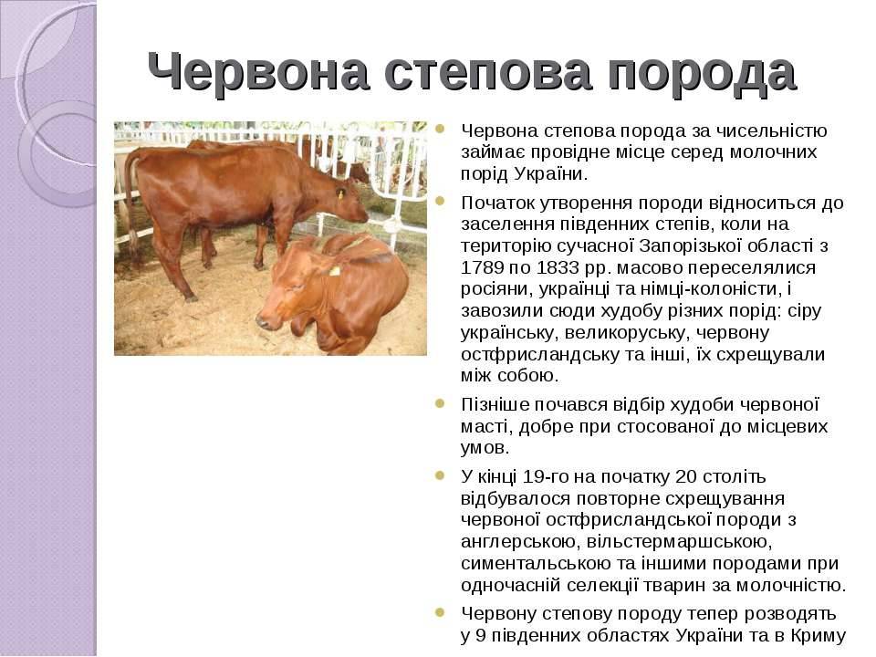 Красно-степная порода коров: характеристика крс - красностепных быков