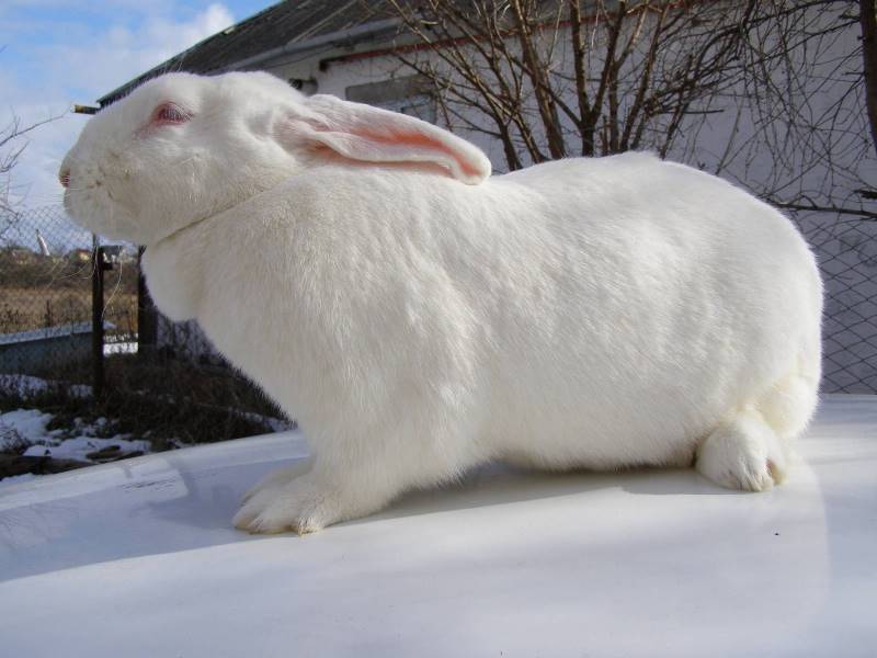 Кролики белые великаны – гигантские красноглазые альбиносы