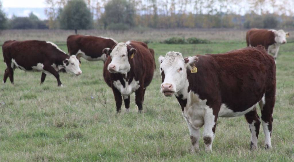 Коровы мясной породы герефорд, секреты разведения, преимущества и недостатки