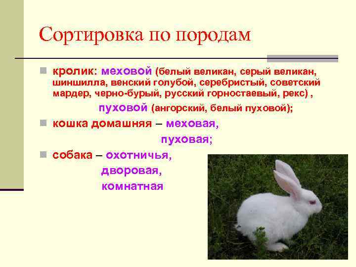 Кролики великаны: белый, серый, фландр, баран и другие виды великанов