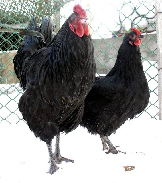 Австралорп - порода кур: описание и характеристика, содержание цыплят, цвет скорлупы