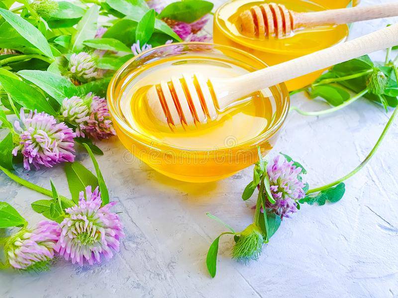 Клеверный мед полезные свойства и применение