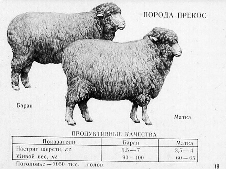 Сравнительная таблица по породам овец —