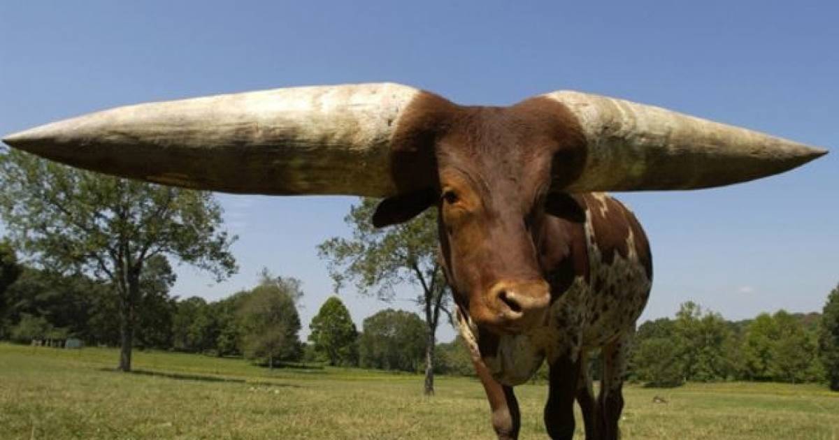 Самые большие быки в мире – чудо природы  :: syl.ru