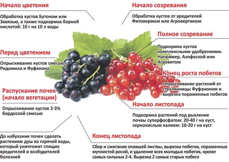 Лопаются и осыпаются ягоды смородины чёрной / асиенда.ру