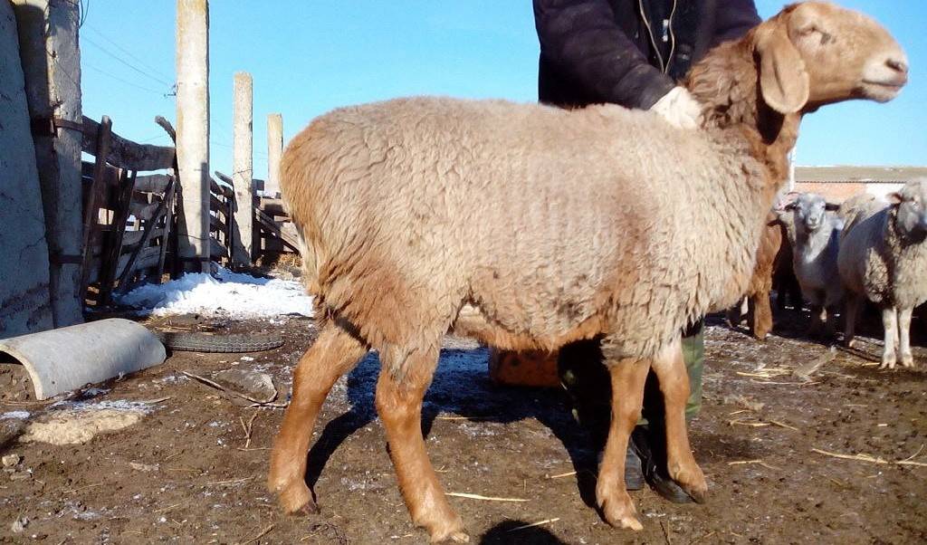 Курдючные овцы, их происхождение, ценность и условия содержания 2021