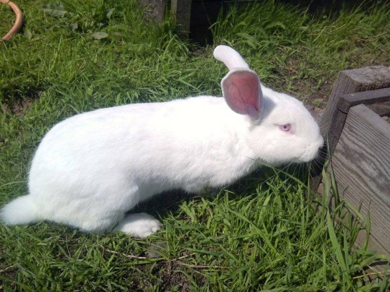 Новозеландские белые кролики: характеристика породы, содержание и разведение