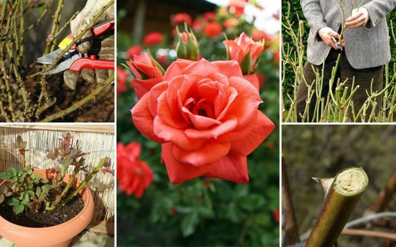 Розы – уход, подкормка, обрезка, обработка от болезней и вредителей после зимы весной. как правильно посадить розу весной в грунт или пересадить на другое место?