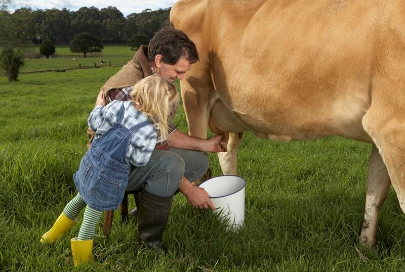 Как правильно доить коров