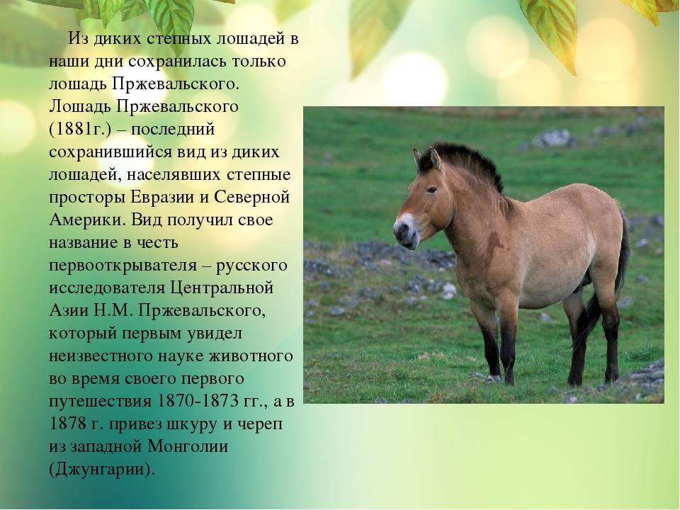 Лошадь: описание, виды, образ жизни | планета животных