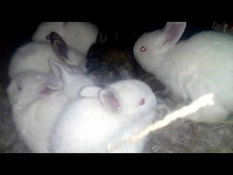 Рацион питания кроликов — что можно и что нельзя давать
