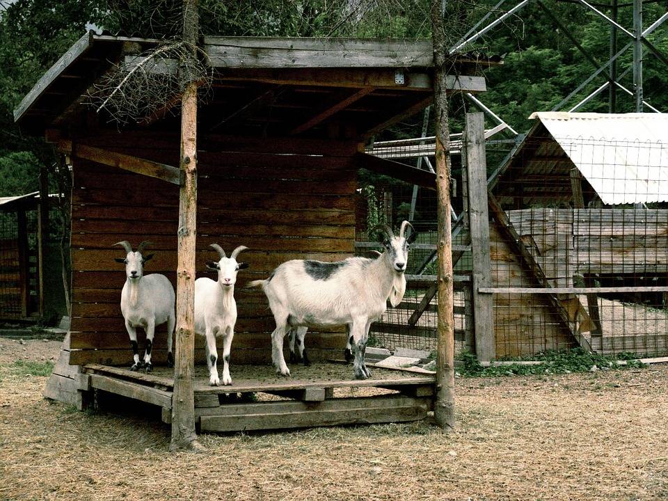 Козоводство: разведение и содержание коз в домашних условиях для начинающих
