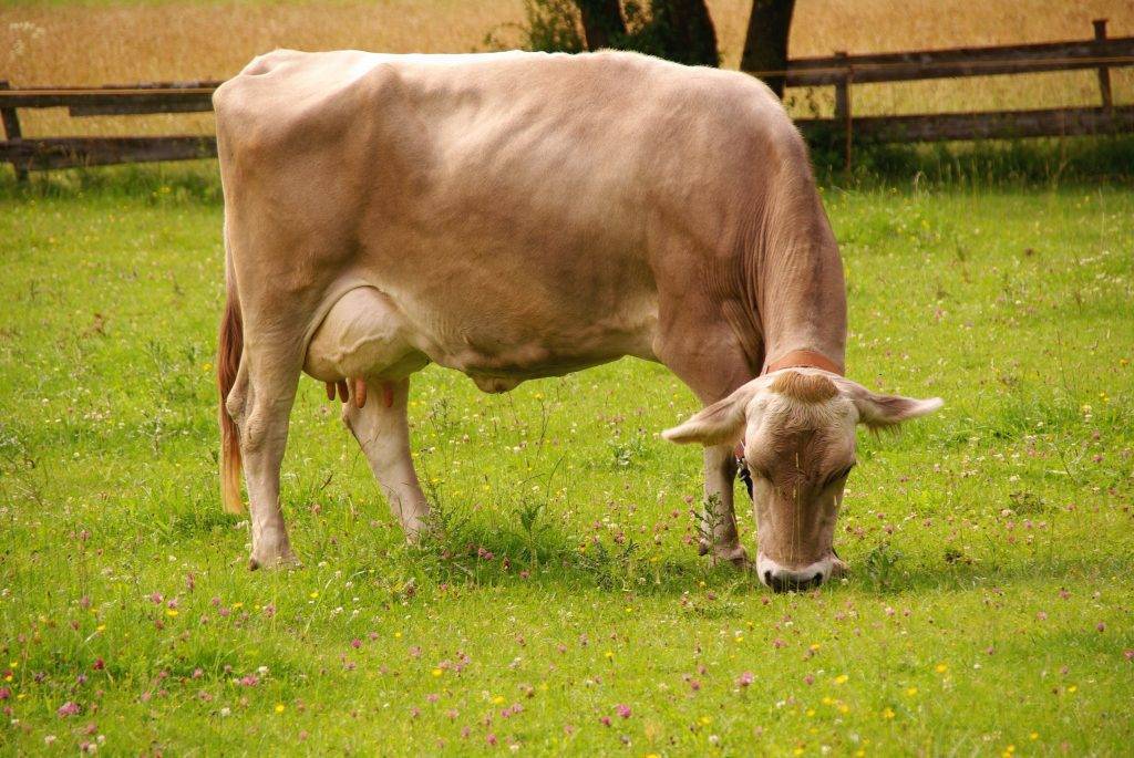 Швицкая порода коров: характеристика, плюсы и минусы бурых телят, описание крс