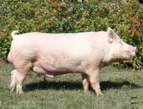 Описание и особенности содержания свиней породы йоркшир