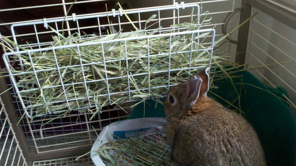 Кормушки и поилки для кроликов своими руками: виды и изготовление бункерной и других видов приспособлений