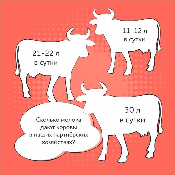 Сколько дней в году корова дает молоко ⋆ онлайн-журнал для женщин